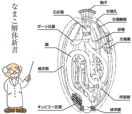 なまこ解体新書